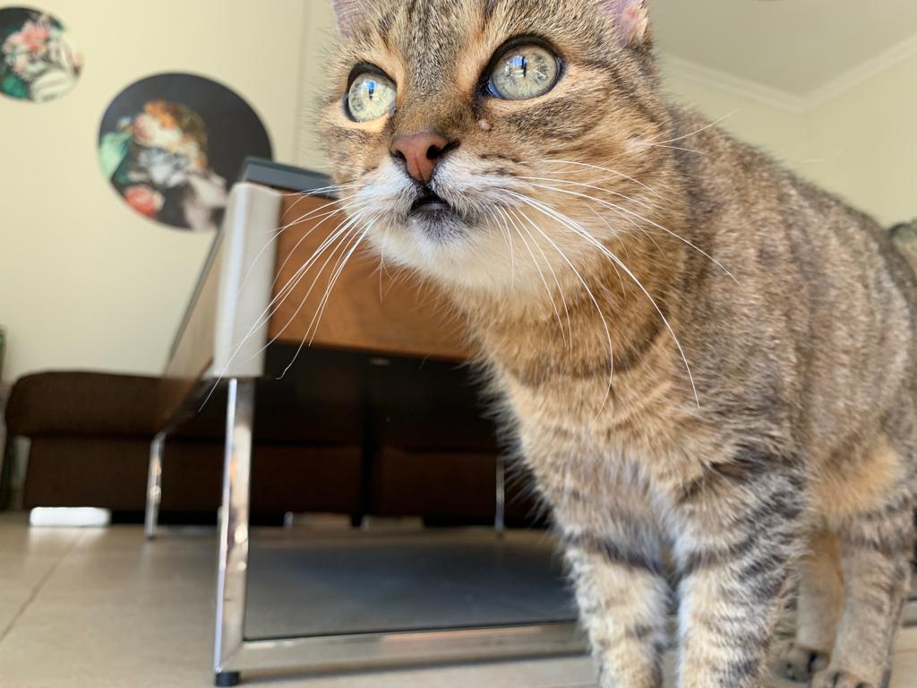 Suki actual